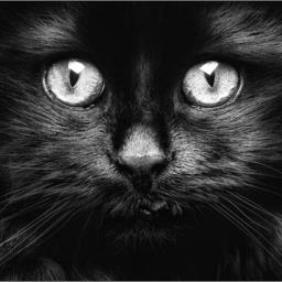 AReallyBlackCat