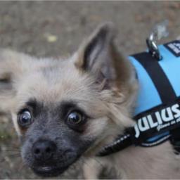 Maximus Decimus Meridius, Commander of the Armies of the North